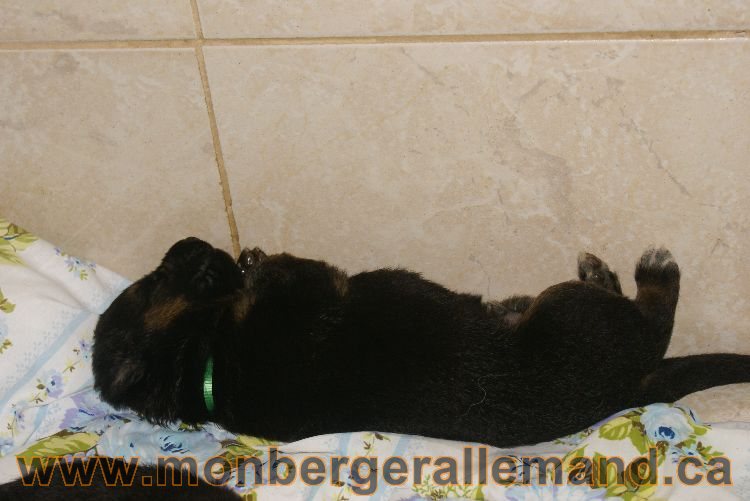 Les chiots et les chiens berger allemand