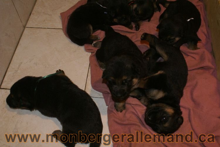 Chiots berger allemand a Lady