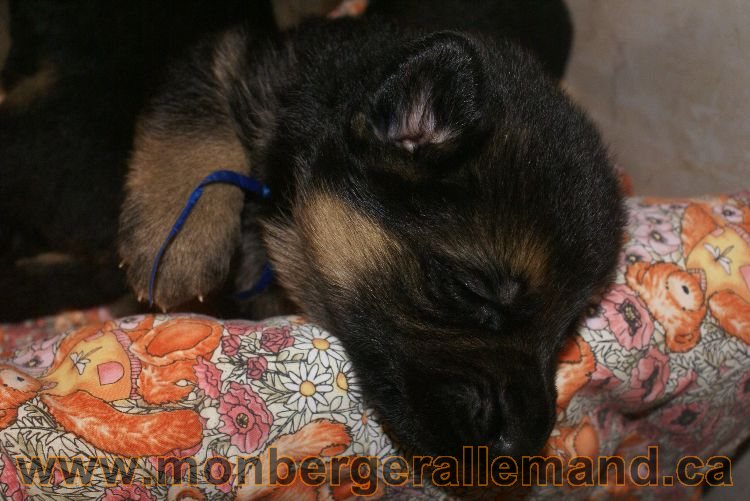 Chiots berger allemand a Lady