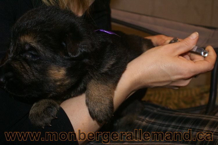 Chiots berger allemand a Lady