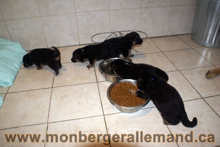 Les chiots berger allemand a Lady 22 mai 2011 - 22 jours de vie