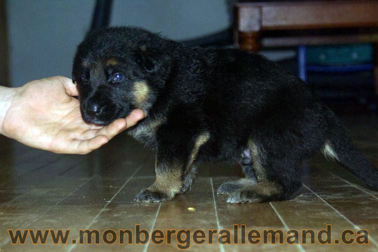 Chiots berger allemand 22 jours de vie