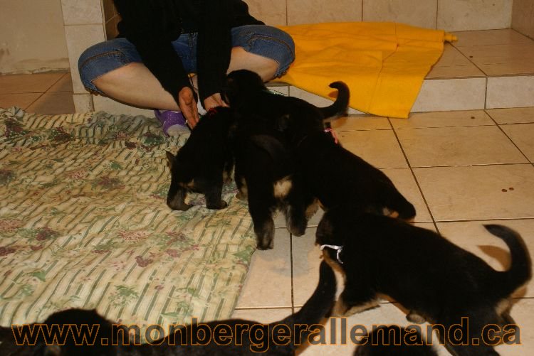 Chiots berger allemand 26 mai 2011