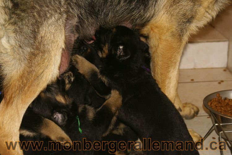 Chiots berger allemand 26 mai 2011