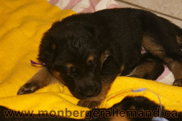 Chiots berger allemand 26 mai 2011