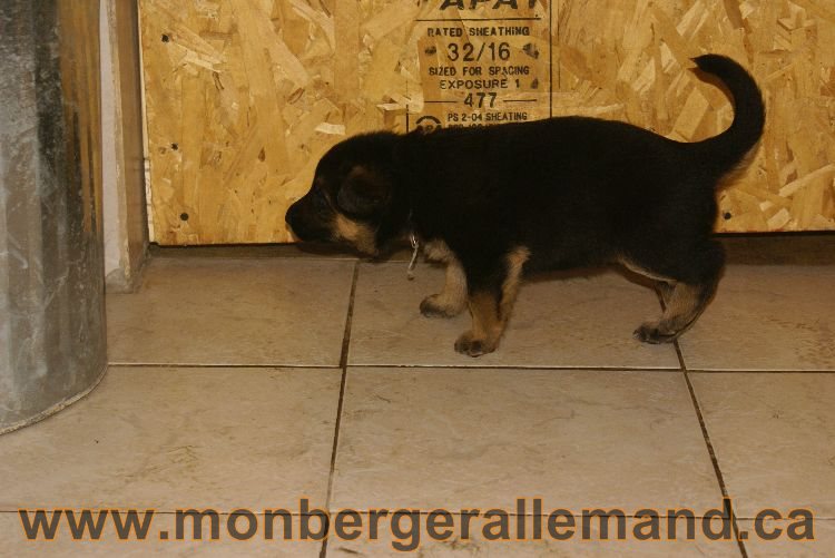 Chiots berger allemand 26 mai 2011