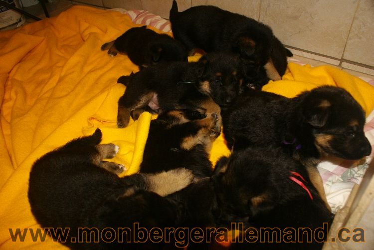 Chiots berger allemand 26 mai 2011