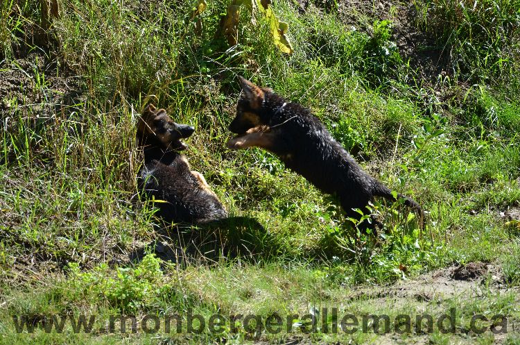 Chiots et Chien berger allemand de grnde lignées - Outaouais Laurentides 26 Aout 2011