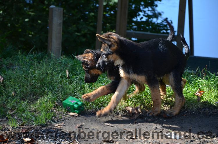 Chien et nos dernier chiots qui partent ce week end....