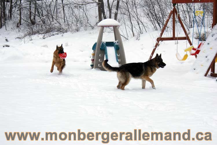 Nos chiens berger allemand - Chiot Berger Allemand a vendre regulierement - Québec, Canada , Montreal , gatineau sherbrooke, mirabel, lanaudière, laurentides, estrie et plus.