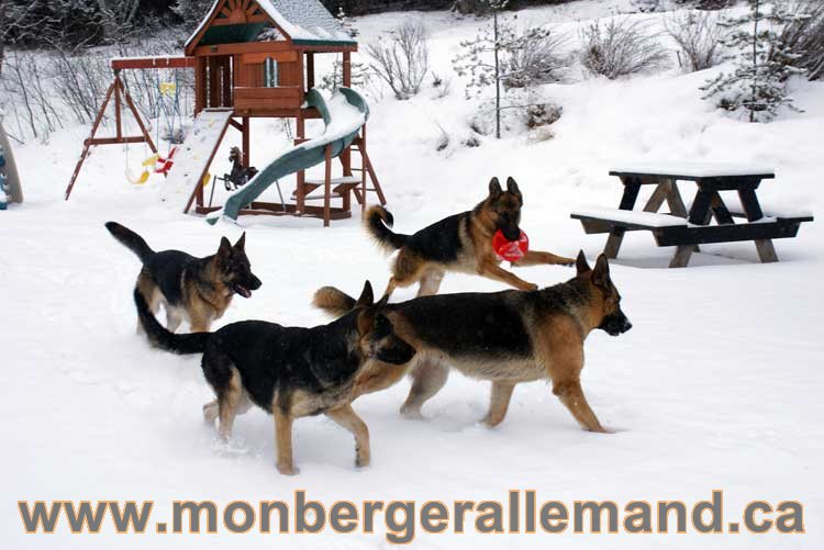 Nos chiens berger allemand - Chiot Berger Allemand a vendre regulierement - Québec, Canada , Montreal , gatineau sherbrooke, mirabel, lanaudière, laurentides, estrie et plus.