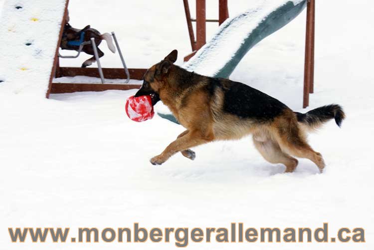 Nos chiens berger allemand - Chiot Berger Allemand a vendre regulierement - Québec, Canada , Montreal , gatineau sherbrooke, mirabel, lanaudière, laurentides, estrie et plus.