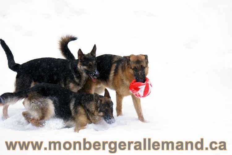 Chiot Berger Allemand a vendre regulierement - Québec, Canada , Montreal , gatineau sherbrooke, mirabel, lanaudière, laurentides, estrie et plus.