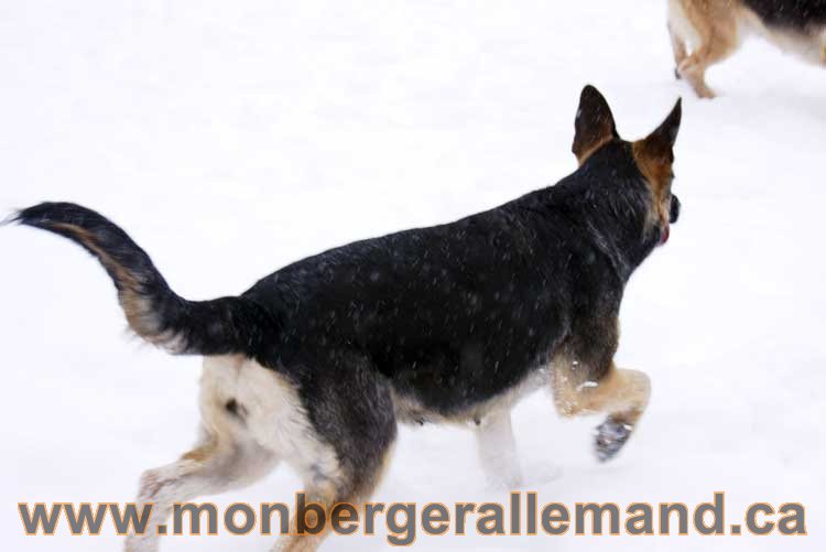 Chiot Berger Allemand a vendre regulierement - Québec, Canada , Montreal , gatineau sherbrooke, mirabel, lanaudière, laurentides, estrie et plus.