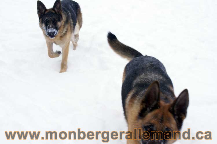 Chiot Berger Allemand a vendre regulierement - Québec, Canada , Montreal , gatineau sherbrooke, mirabel, lanaudière, laurentides, estrie et plus.