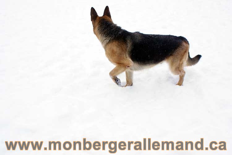 Chiot Berger Allemand a vendre regulierement - Québec, Canada , Montreal , gatineau sherbrooke, mirabel, lanaudière, laurentides, estrie et plus.