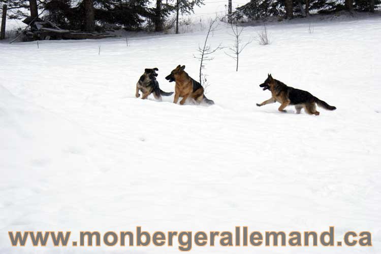 Chiot Berger Allemand a vendre regulierement - Québec, Canada , Montreal , gatineau sherbrooke, mirabel, lanaudière, laurentides, estrie et plus.