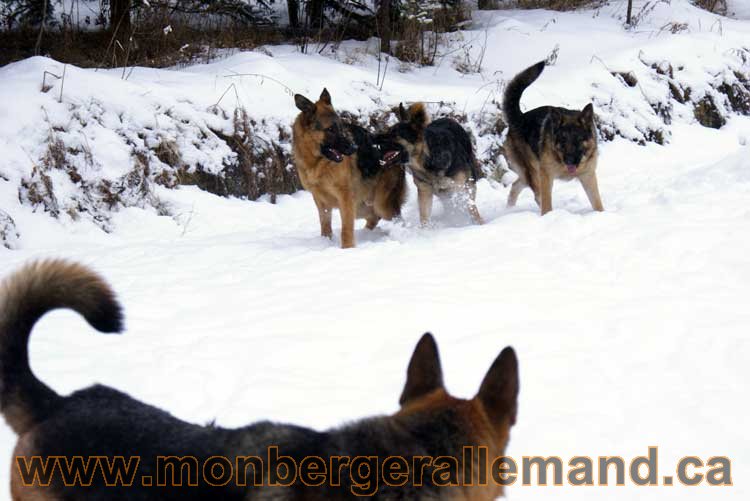 Chiot Berger Allemand a vendre regulierement - Québec, Canada , Montreal , gatineau sherbrooke, mirabel, lanaudière, laurentides, estrie et plus.