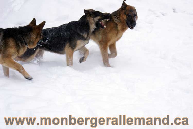 Chiots Berger Allemand a vendre regulierement - Québec, Canada , Montreal , gatineau sherbrooke, mirabel, lanaudière, laurentides, estrie et plus.