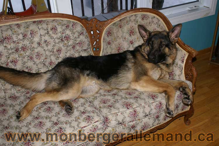 Berger allemand 2011 -  OPutaouais, Laurentides, de Montreal a sherbrooke,  de l'estrie a la monteregie Québec, Canada