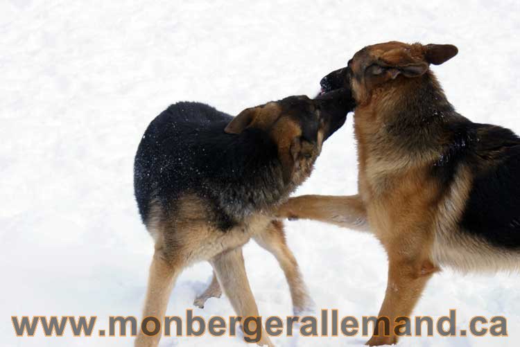 Berger allemand 2011 -  OPutaouais, Laurentides, de Montreal a sherbrooke,  de l'estrie a la monteregie Québec, Canada