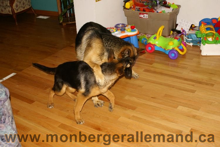 Berger allemand 2011 - Chiots et chien de grande lignées