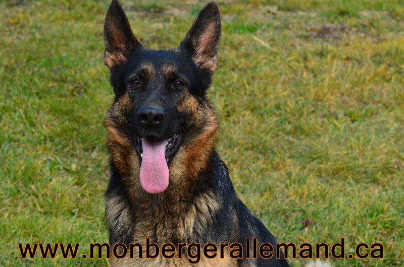 Lady, Femelle berger allemand de lignées de multiples champions du monde !