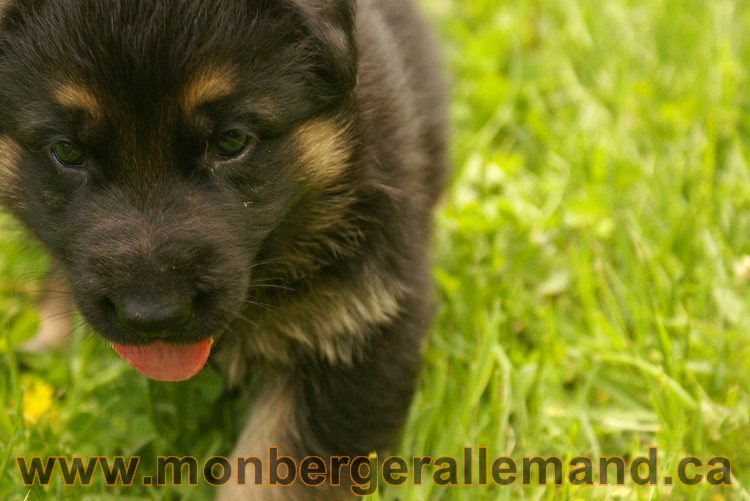 Première sortie des Chiots a Lady - German Shephered Berger allemand - 29 mai 2011