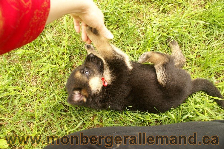 Première sortie des Chiots a Lady - German Shephered Berger allemand - 29 mai 2011