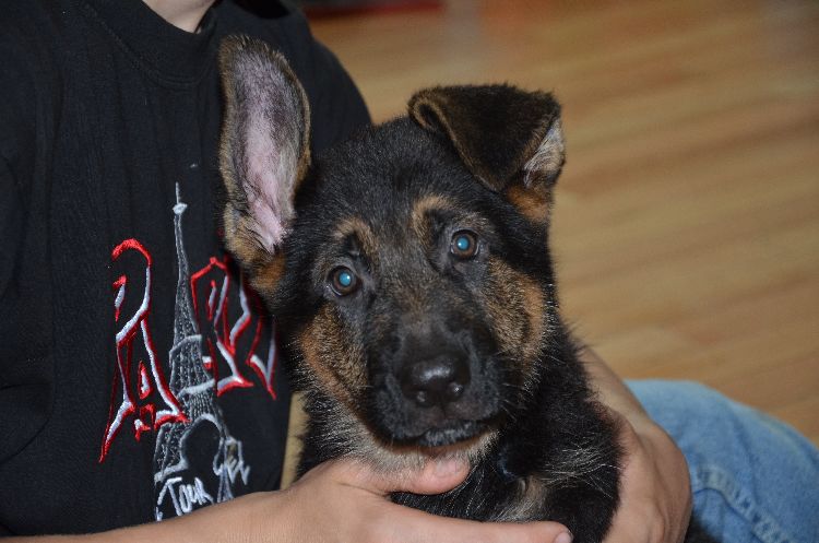 Chiots Berger allemand a Roxy , Le départ ! 