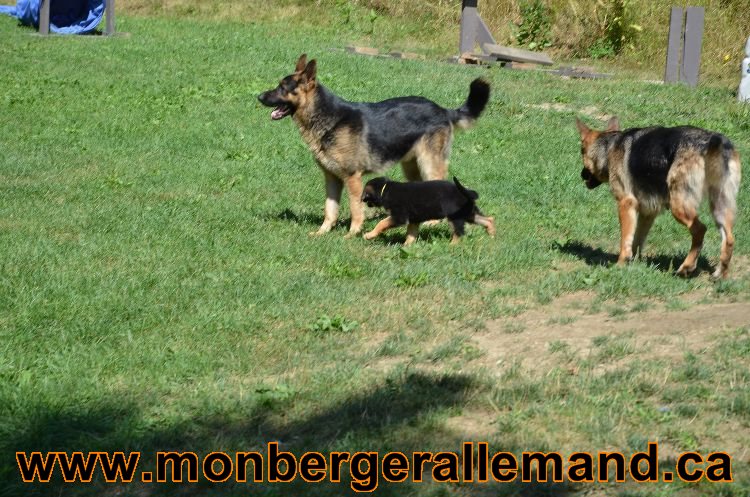 Chiots Roxy 12 aout 2011- Magnifique berger allemand !