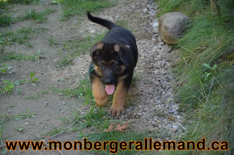 Chiots Roxy 12 aout 2011- Magnifique berger allemand !