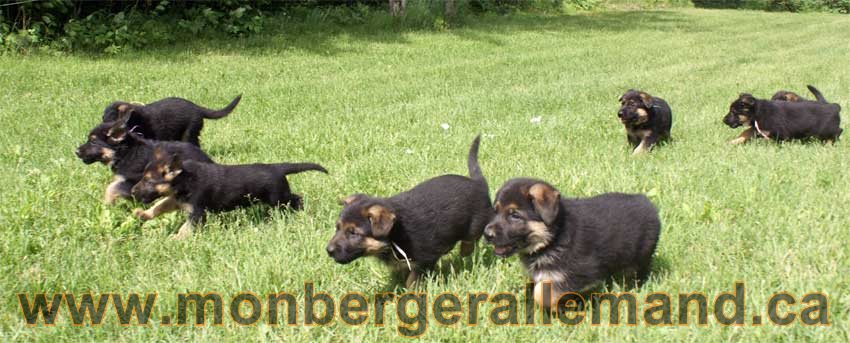 12 Juin 2011 - Chiots berger allemand a Lady