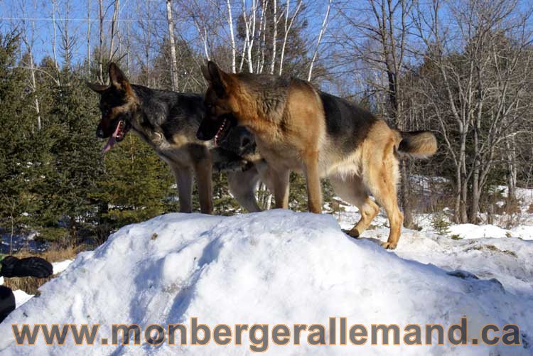 Photo berger allemand Janvier 2011 - outaouais-Laurentides-monteregie-estrie-montreal-gatineau-laval