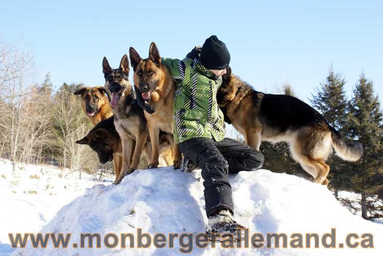 Photo berger allemand Janvier 2011 - outaouais-Laurentides-monteregie-estrie-montreal-gatineau-laval