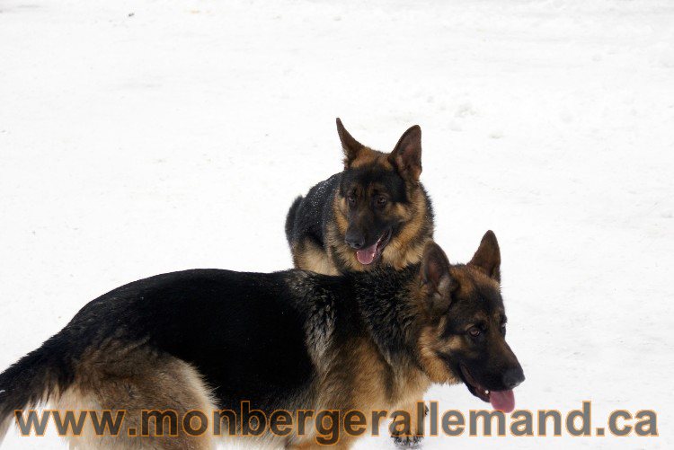 Photes de nos berger allemand Fevrier 2011