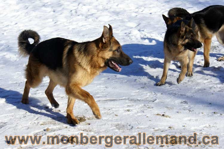 Photo berger allemand Janvier 2011 - outaouais-Laurentides-monteregie-estrie-montreal-gatineau-laval