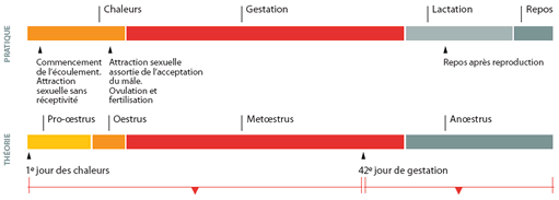 reproduction_cycles